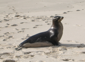 Wollebaeki des Galapagos - Absolu Voyages